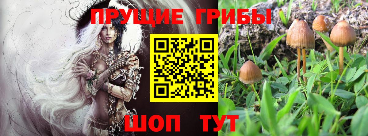 Псилоцибиновые грибы Psilocybine cubensis Первоуральск